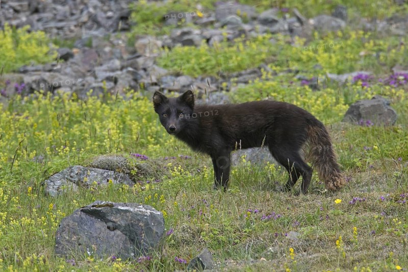 Arctic fox
