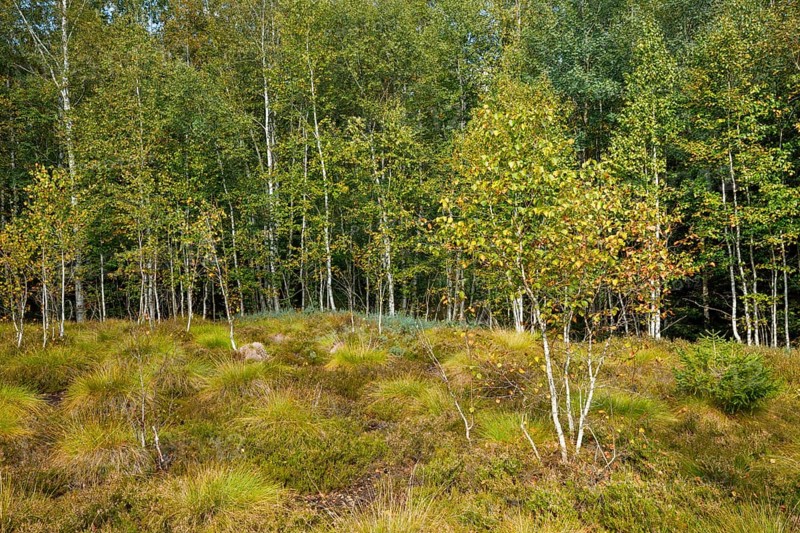 Birches and heather in the high moor near Les Ponts-de-Martel in the canton of Neuchatel