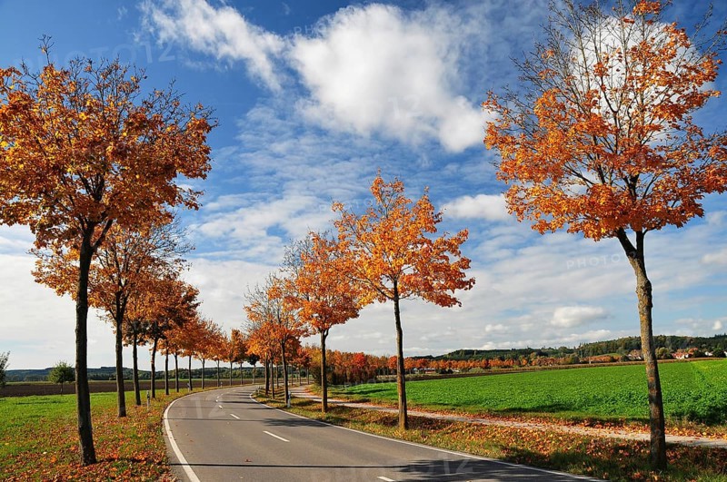 Maple avenue in autumn