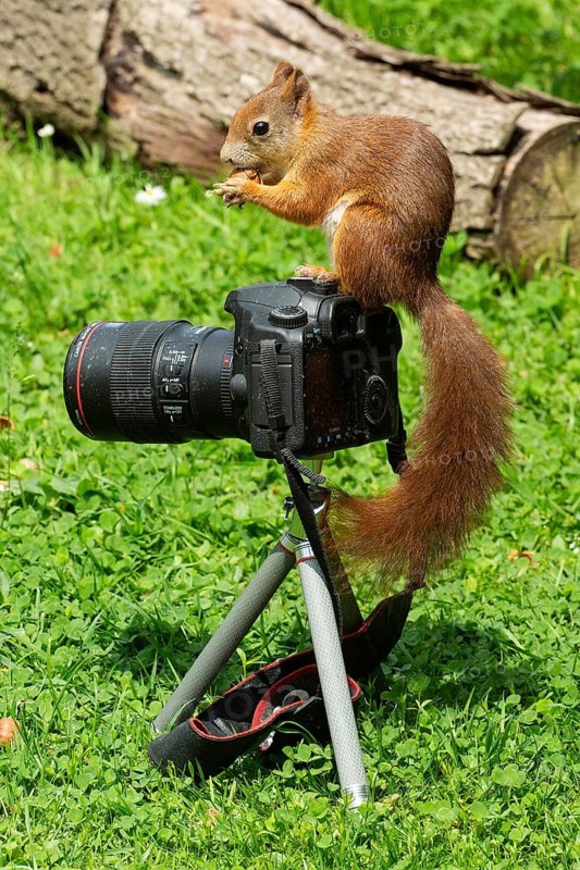 Squirrel holding nut in hands sitting on camera in green grass looking left