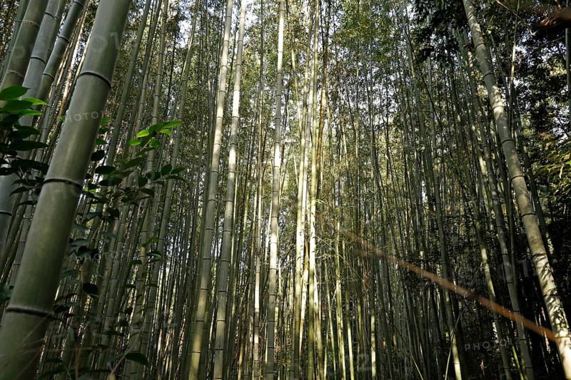 Bamboo trunks in the Arashiyama bamboo forest in Kyoto