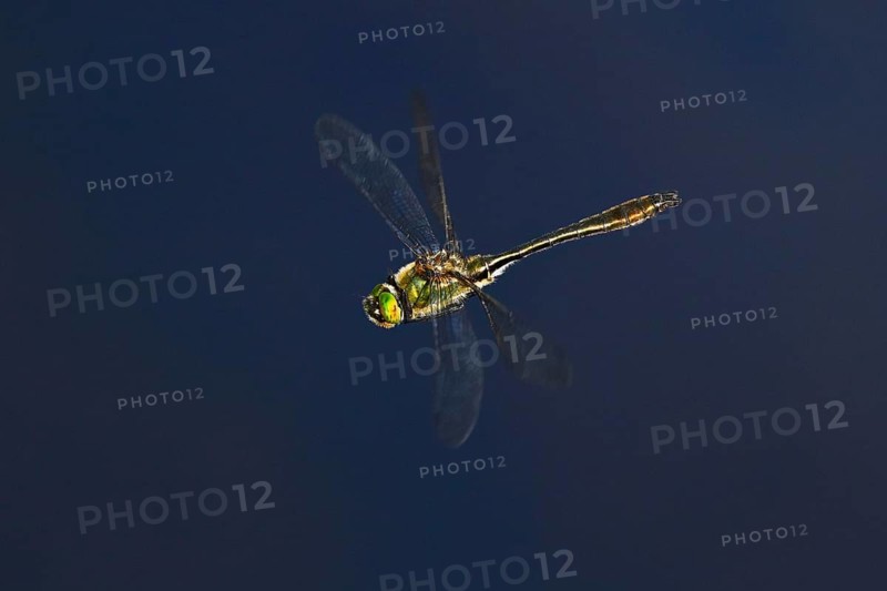 Damselfly