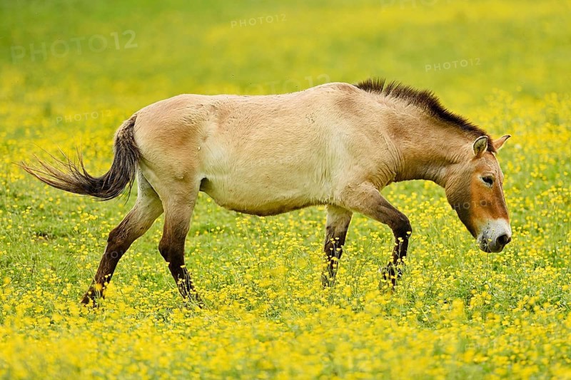 Przewalski's horse