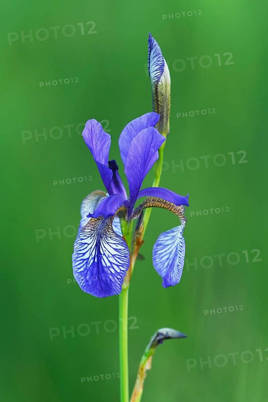 Siberian iris