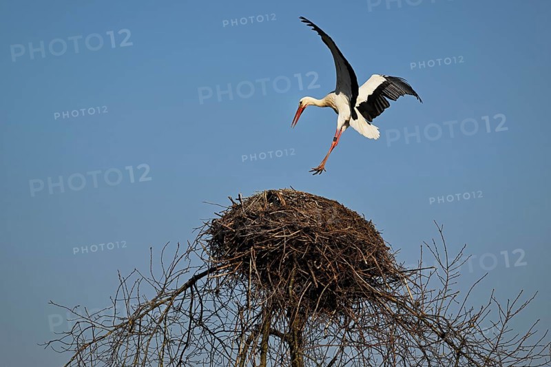 White Stork