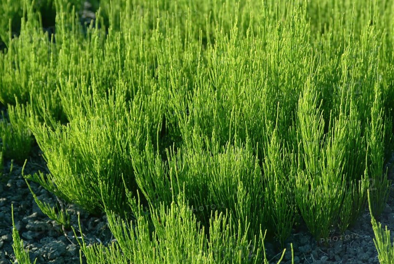Field horsetail