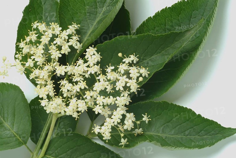 Black elder