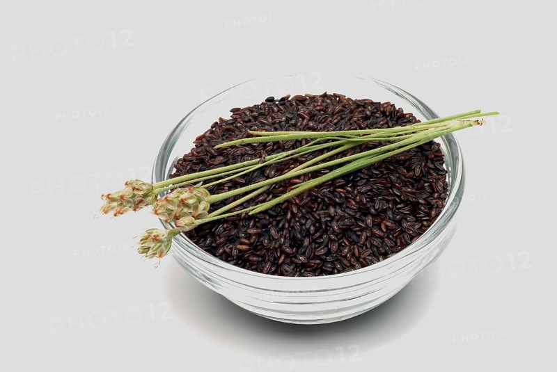 Plant species from the plantain genus
