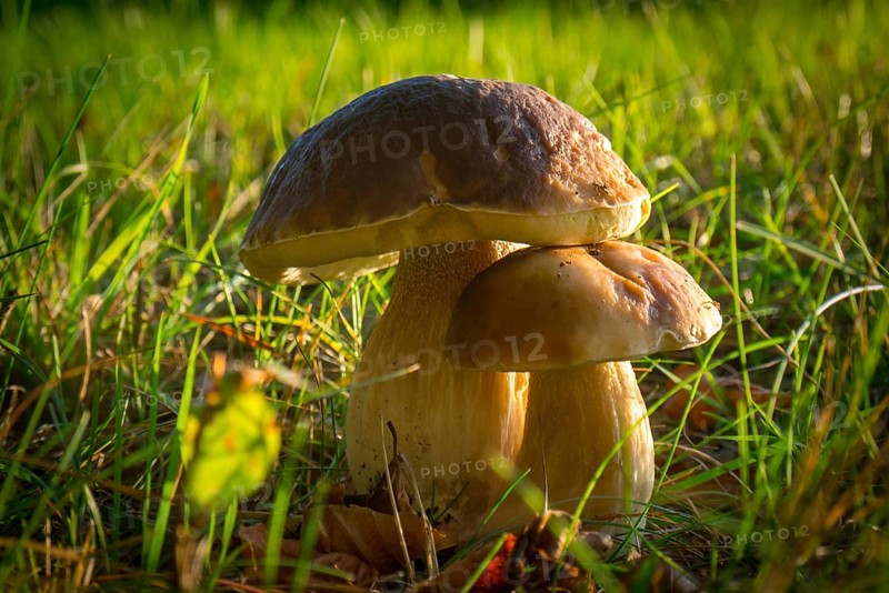 Two mushrooms in grass
