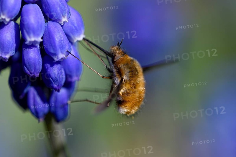Large bee fly