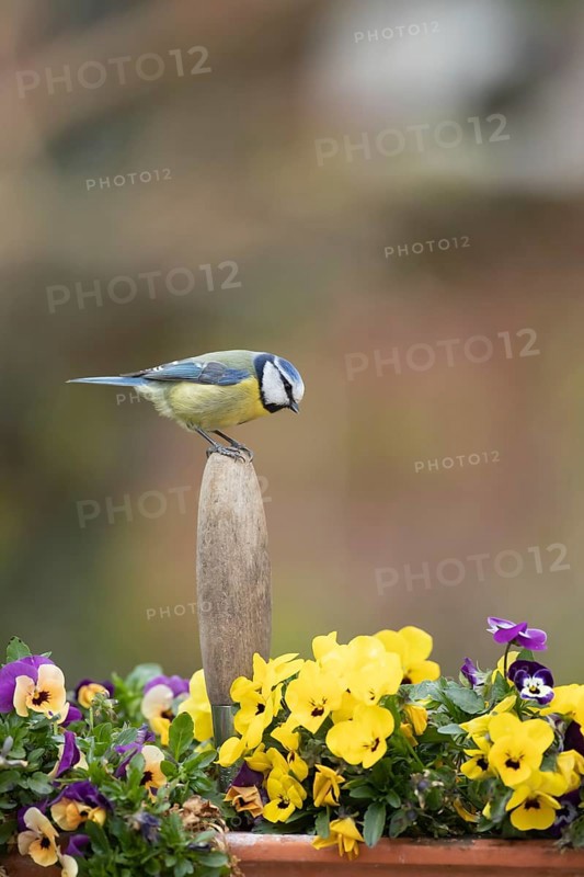 Blue tit