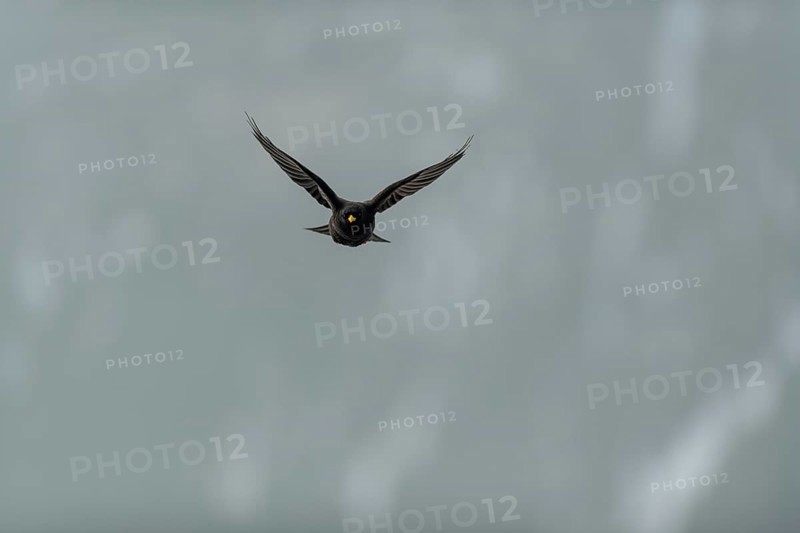 Alpine chough