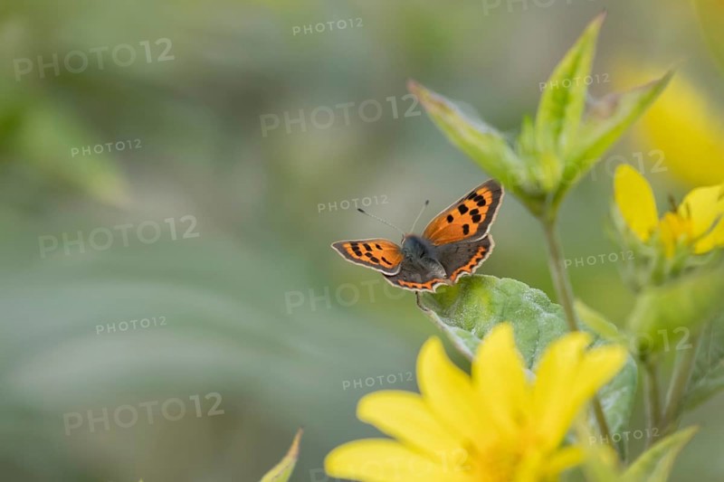 Small copper