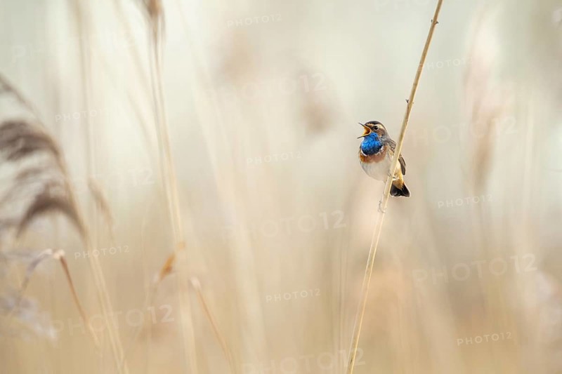 Mating bluethroat