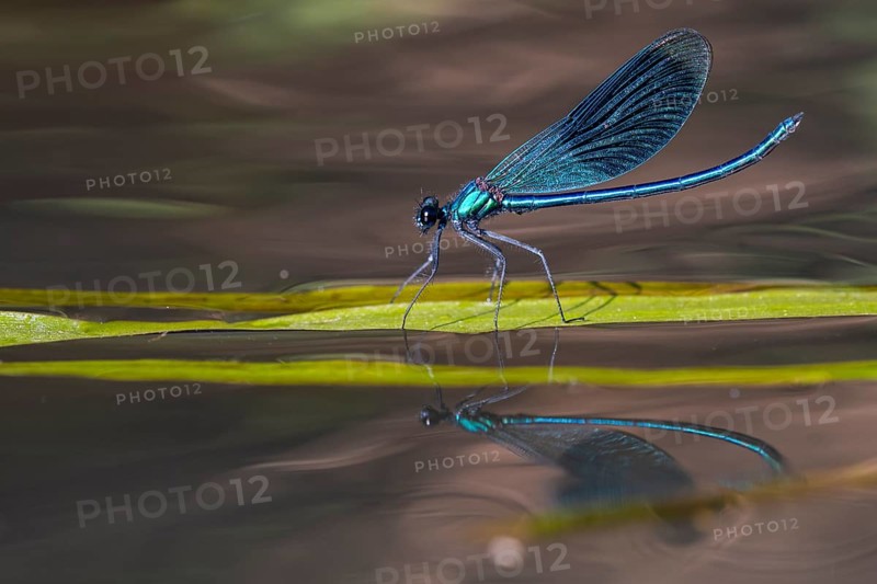 Banded demoiselle