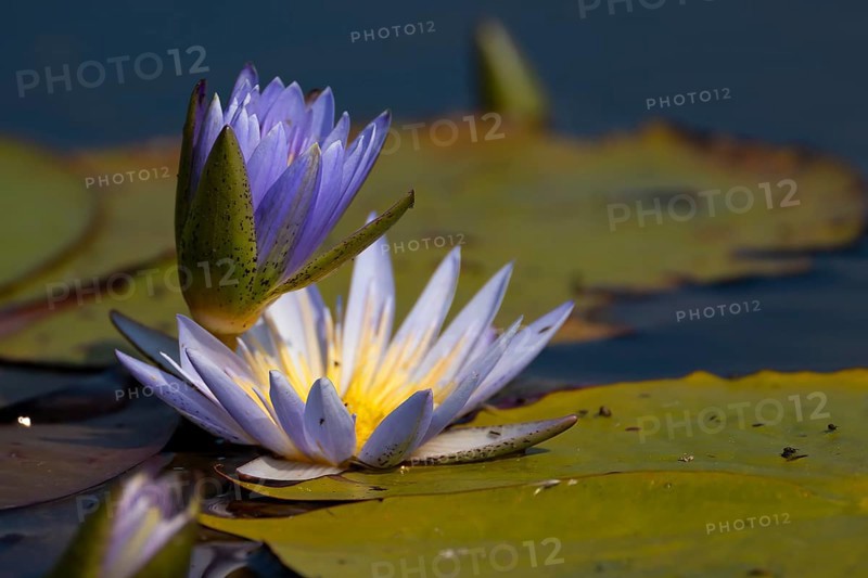 Water lilies
