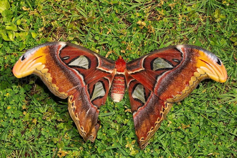 Atlas silkmoth moth with open wings sitting in green grass from behind
