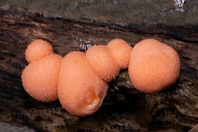 Blood milk mushroom six salmon red fruiting bodies next to each other on tree trunk
