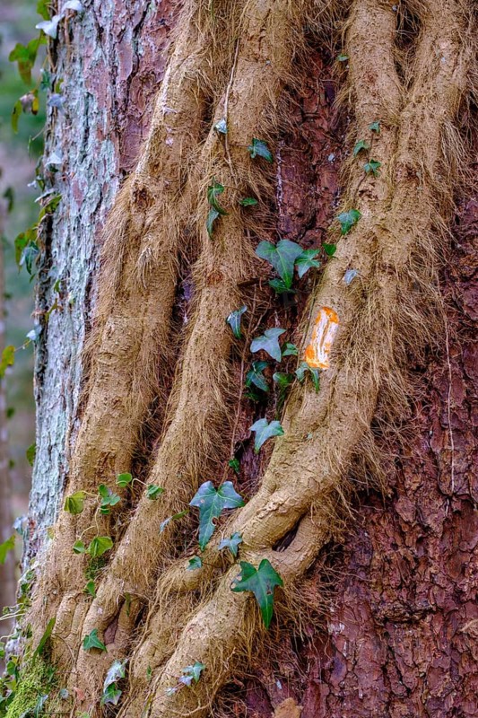 Thick ivy root