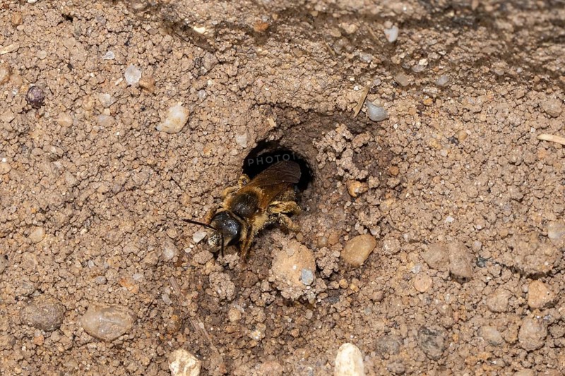 Yellow-banded sweat bee crawling on ground from nest hole looking diagonally left