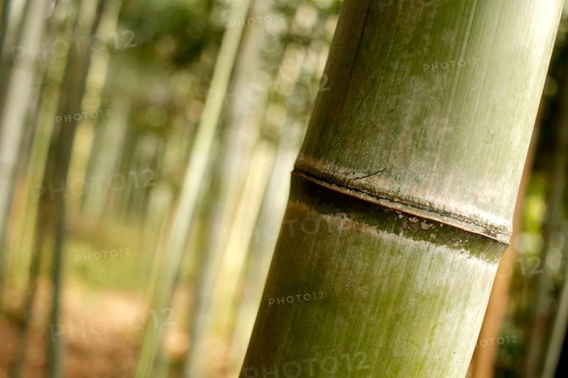 Close-up of a bamboo trunk in the Arashiyama bamboo forest in Kyoto