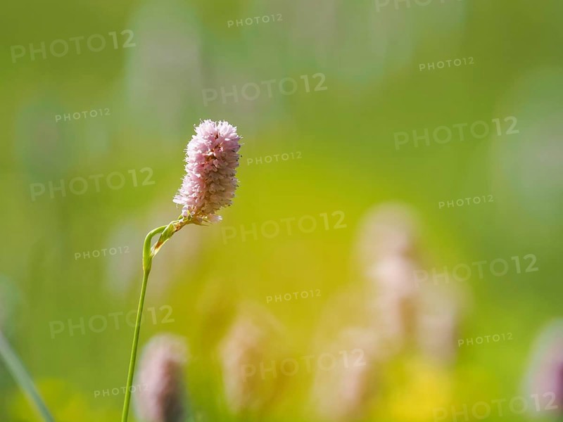 Meadow bistort