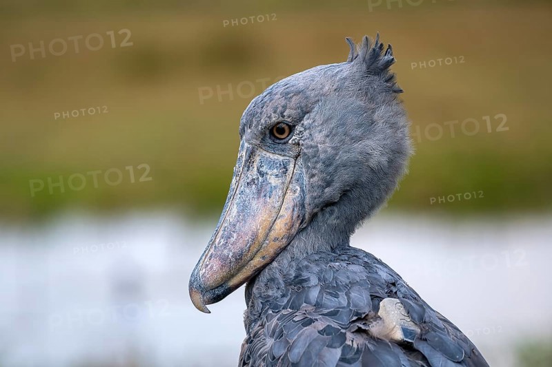 Shoebill