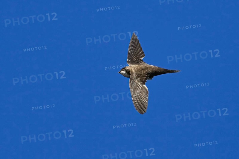 Alpine swift
