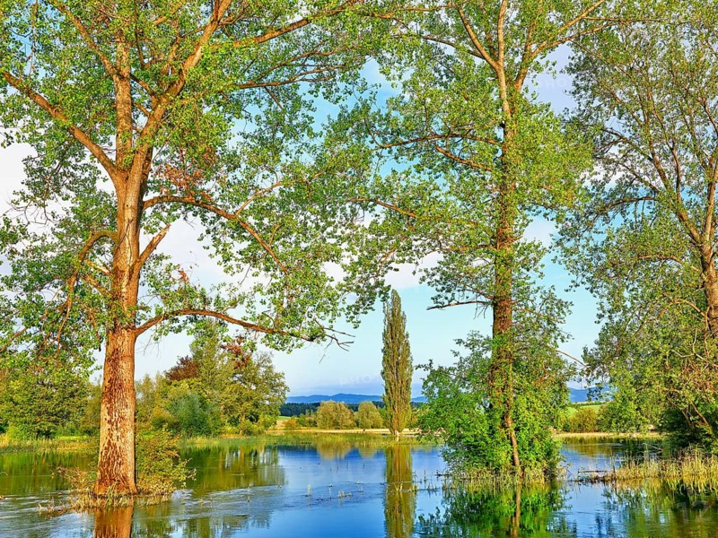 Poplars