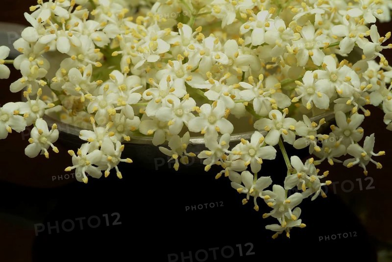 Black elder