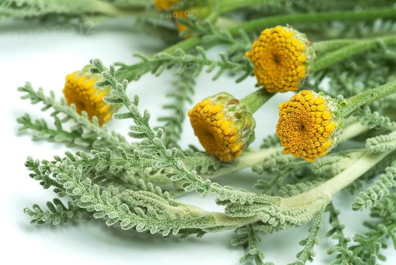 Medicinal plant Holy herb
