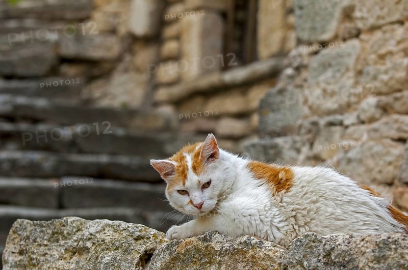 Domestic cat