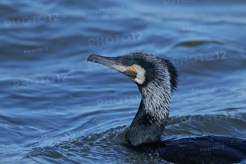 Great cormorant