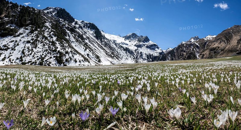 Meadow full of white and purple crocuses