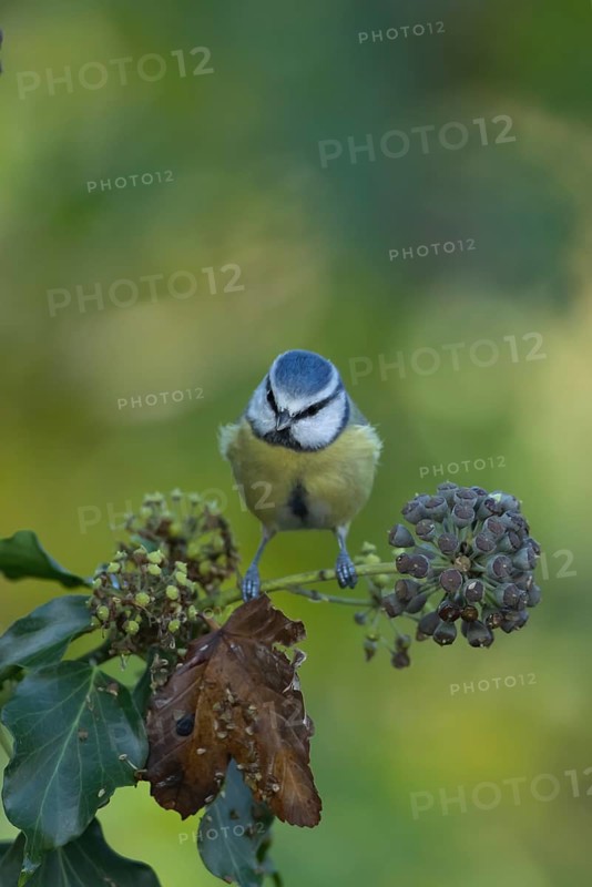 Blue tit