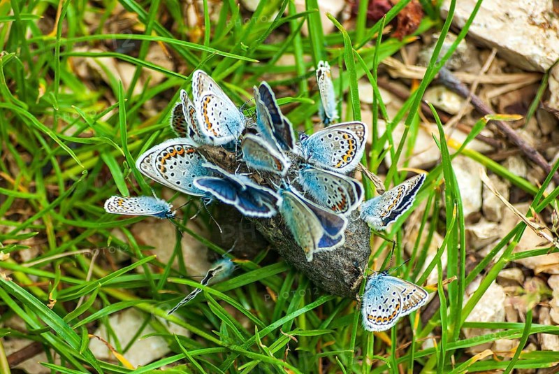 A cluster of blue butterflies