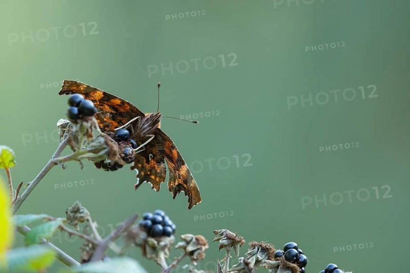 Comma