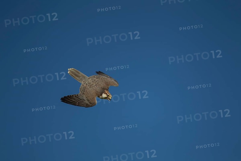Lanner falcon