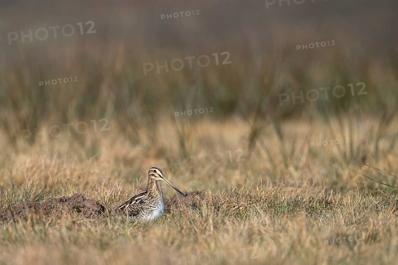 Common Snipe