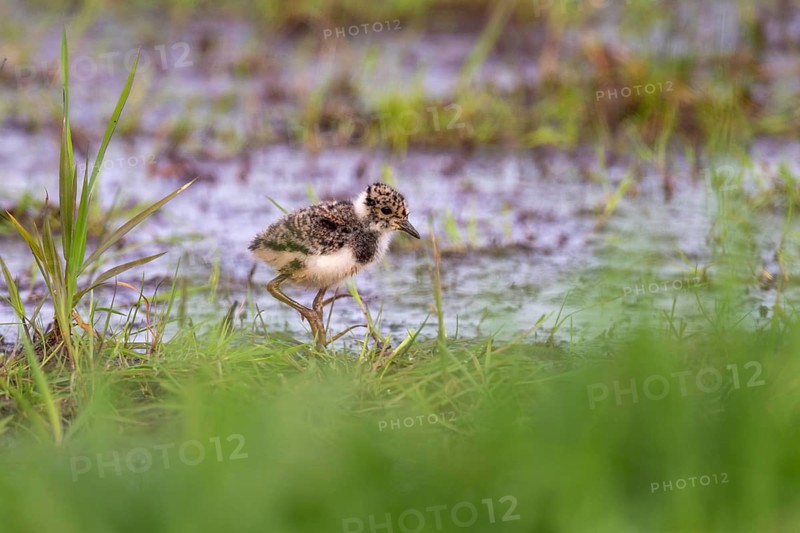Young northern lapwing