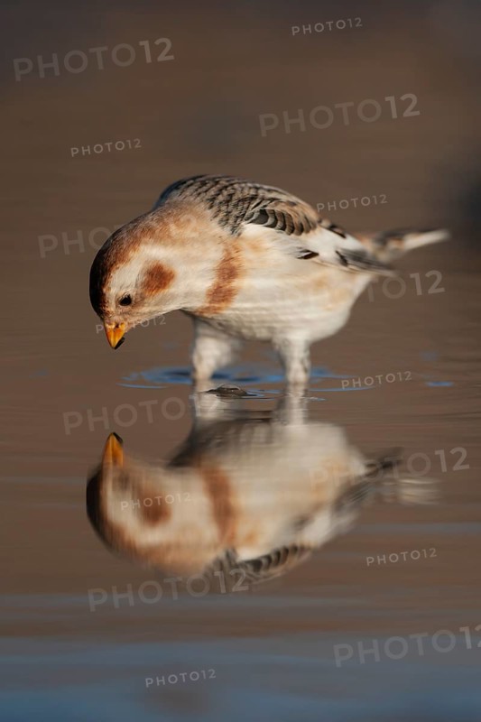 Snow bunting