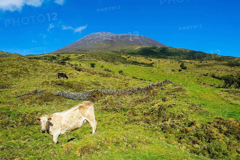 Cow grazing before Ponta do Pico highest mountain of Portugal