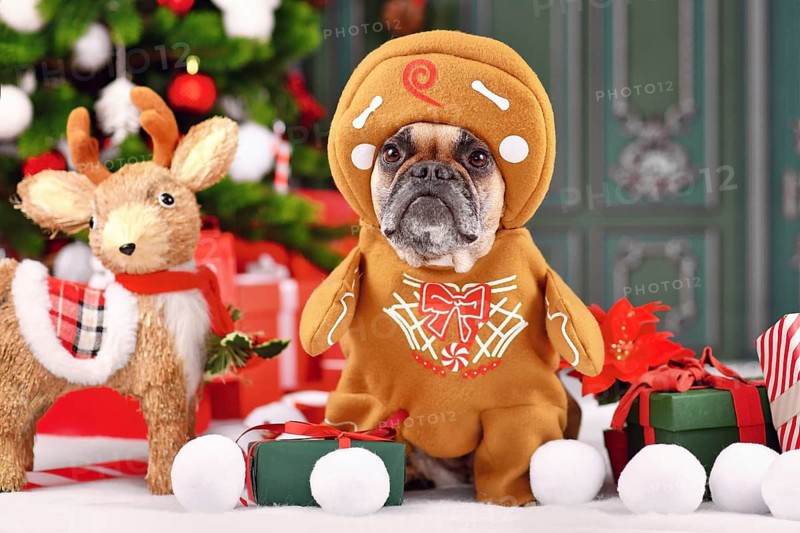 Funny French Bulldog wearing gingerbread Christmas costume with arms surrounded by festive decoration