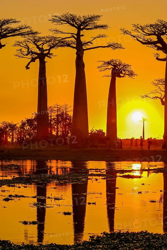 Backlight of the Avenue de Baobabs at sunset near Morondavia
