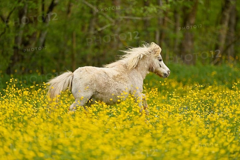Icelandic horse