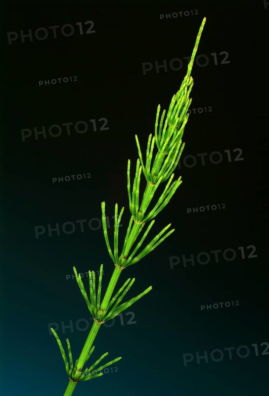 Field horsetail