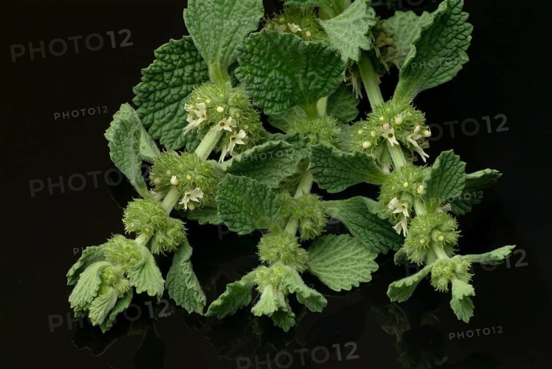 White horehound