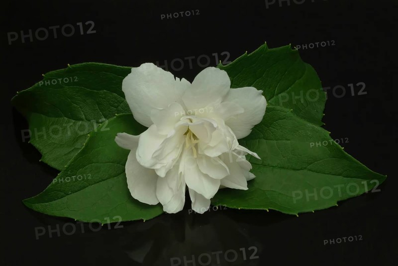 True common jasmine