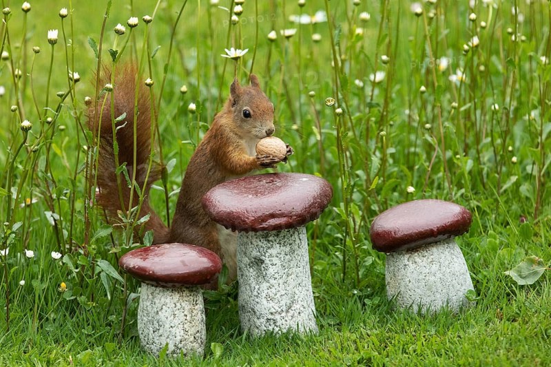 Squirrel holding nut in hands next to granite mushrooms standing in green grass and white flowers seen right