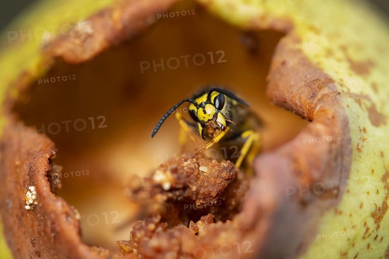 Common wasp
